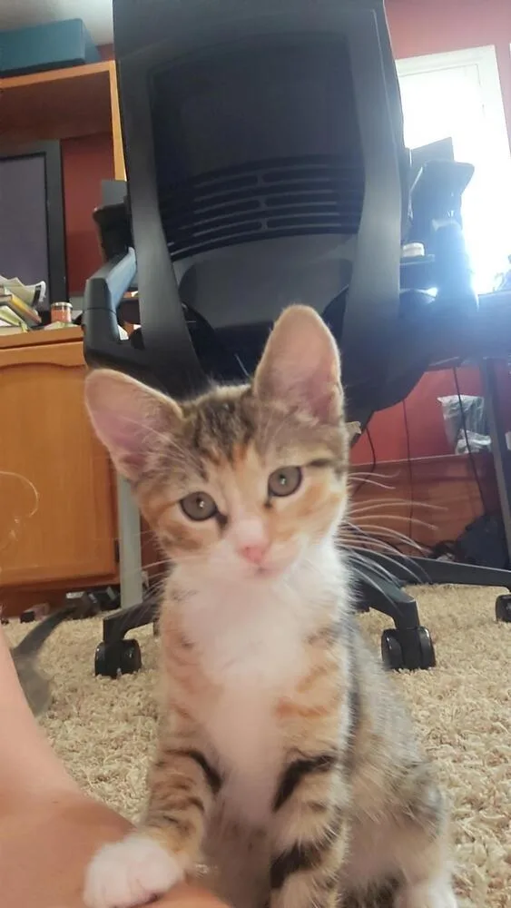 A baby medium-sized female Domestic Short Hair cat named Sticky for adoption in Oceanside, CA