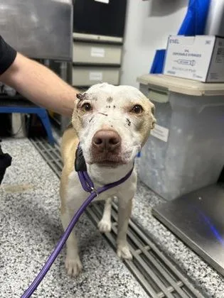 An adult medium-sized female Mixed Breed dog named Summer for adoption in West Chester, PA