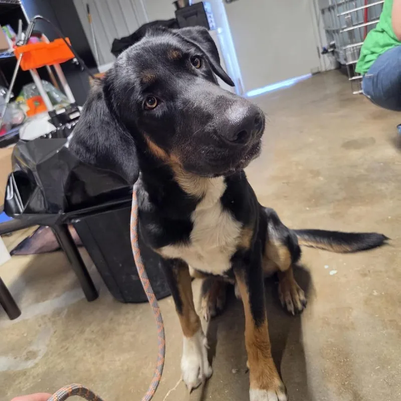 An adult large-sized male Black Mixed Breed dog named Tate for adoption in Pauls Valley, OK