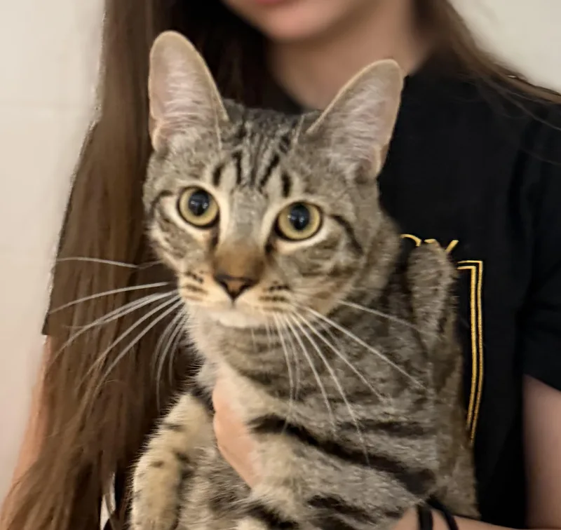 A young medium-sized male Domestic Short Hair cat named Meowth for adoption in Slidell, LA