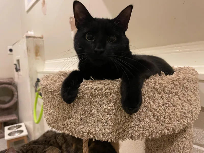 Mowgli And Bagheera thumbnail 3