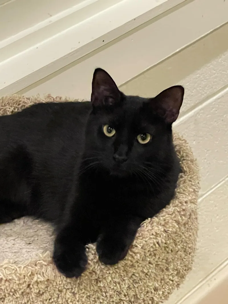 Mowgli And Bagheera thumbnail 4