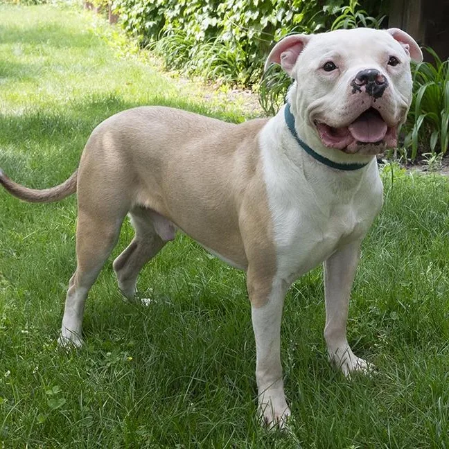 An adult large-sized male Yellow / Tan / Blond / Fawn American Bulldog dog named Romeo for adoption in Peotone, IL