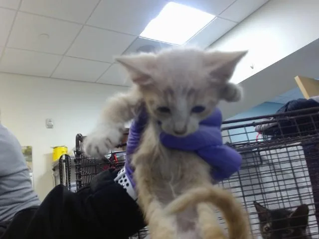 A baby small-sized male Domestic Short Hair cat named Carmel for adoption in Miami, FL