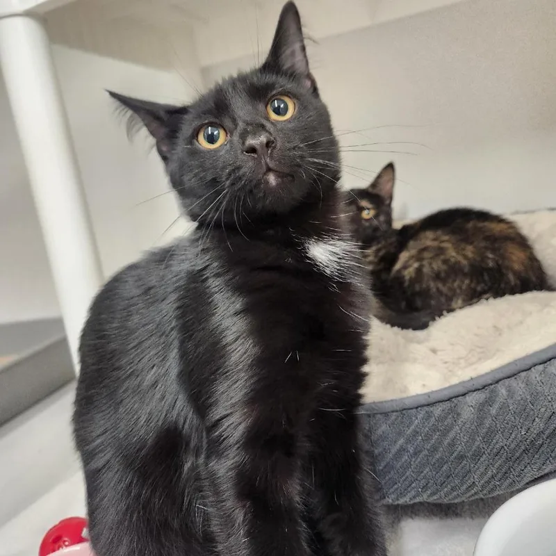 A baby small-sized male Black Domestic Short Hair cat named Gordon for adoption in Colorado Springs, CO