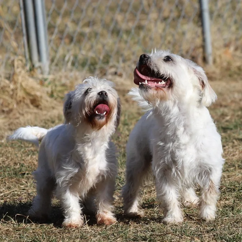 An adult small-sized male Bichon Frise dog named Bippity for adoption in Fairfax, VA