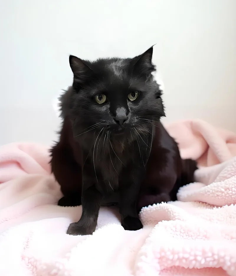 An adult small-sized female Black Domestic Medium Hair cat named Lucy for adoption in Pasadena, CA