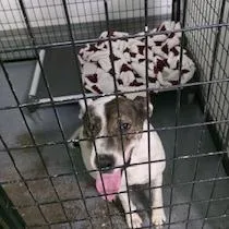 An adult large-sized female White / Cream Terrier dog named Radley for adoption in St. Louis, MO