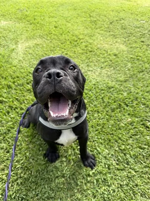 A young small-sized male Boxer dog named Diesel for adoption in Sugar Land, TX