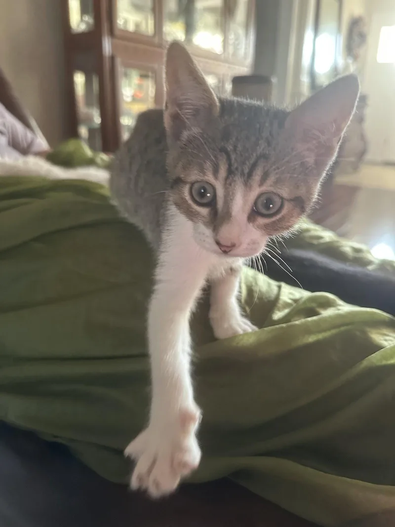 A young medium-sized male Domestic Short Hair cat named Albie for adoption in Vacaville, CA