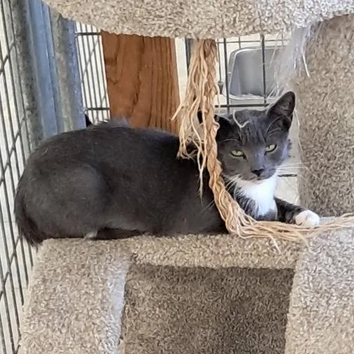 An adult medium-sized female Domestic Short Hair cat named Rene for adoption in East Smithfield , PA