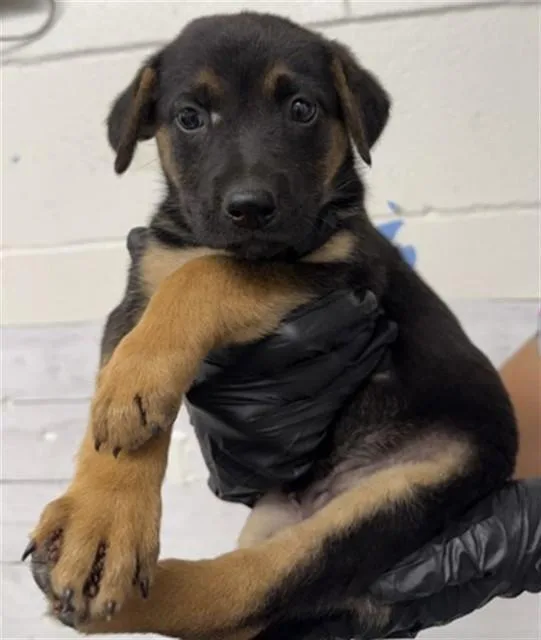 A baby small-sized female German Shepherd Dog dog named Georgia for adoption in San Bernardino, CA