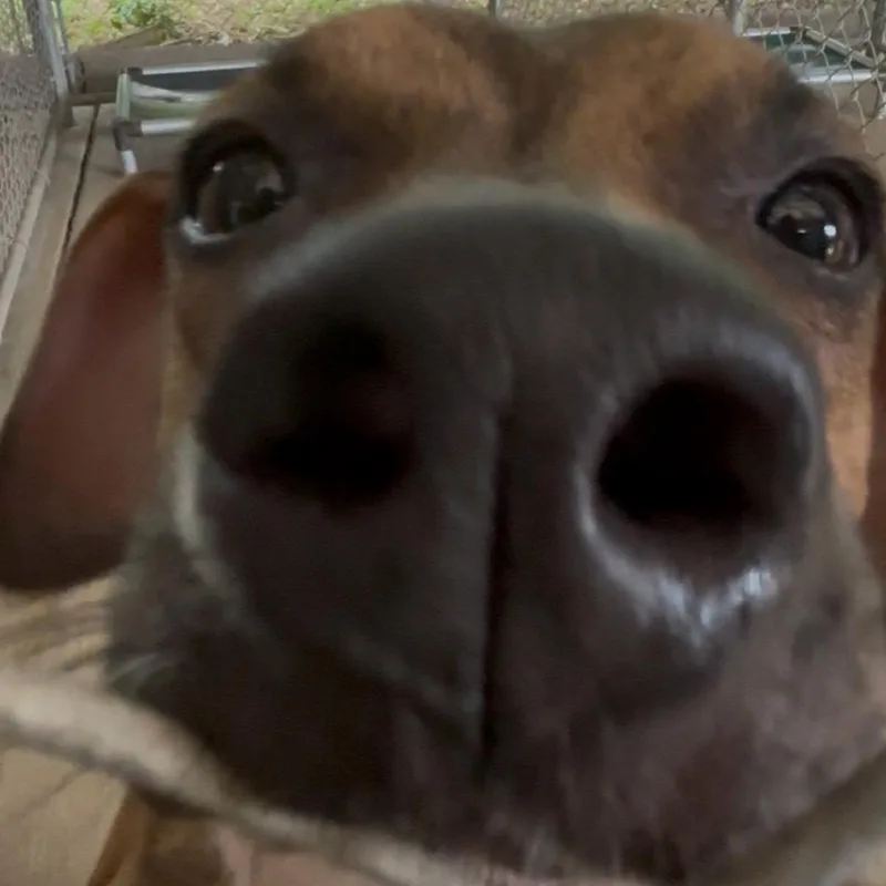 A young medium-sized male Brindle Hound dog named Gismo for adoption in Springfield, IL