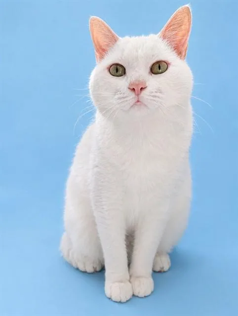 An adult small-sized female Domestic Short Hair cat named Luna for adoption in Westminster, MD