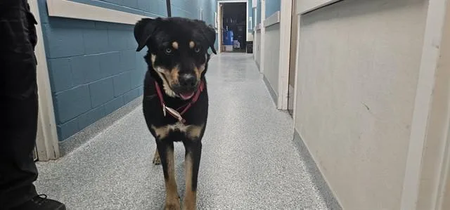 A young large-sized male Rottweiler dog named Radio for adoption in Garland, TX