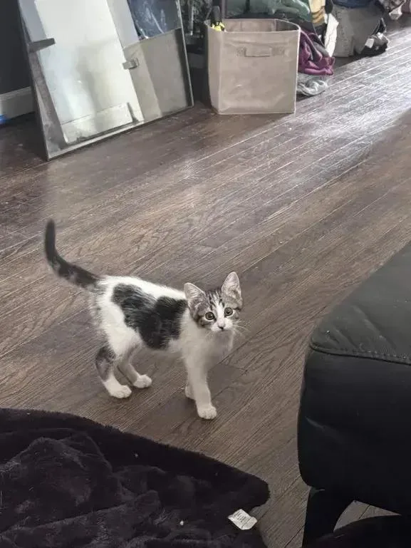 A baby small-sized female Black & White / Tuxedo Domestic Short Hair cat named Ruthie for adoption in Grand Rapids, MI