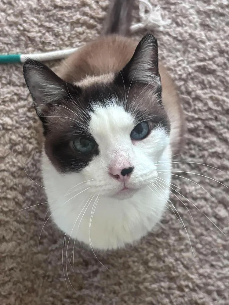 Cubbie