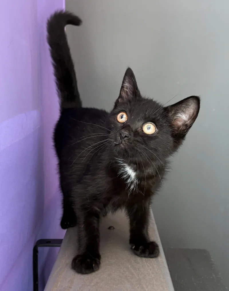 A baby small-sized male Black Domestic Short Hair cat named Kiki McGhee for adoption in Asheville, NC