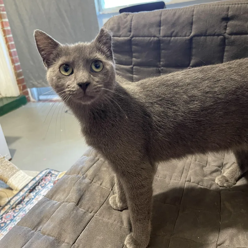 A baby medium-sized female Gray / Blue / Silver Domestic Short Hair cat named Johnsie for adoption in Richmond, VA