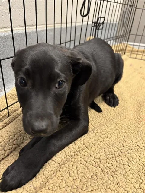 A baby small-sized male Labrador Retriever dog named Shock for adoption in Indianapolis, IN