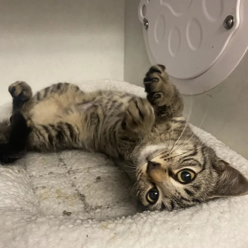 A baby small-sized male Brown / Chocolate Domestic Short Hair cat named Vision for adoption in Dayton, OH