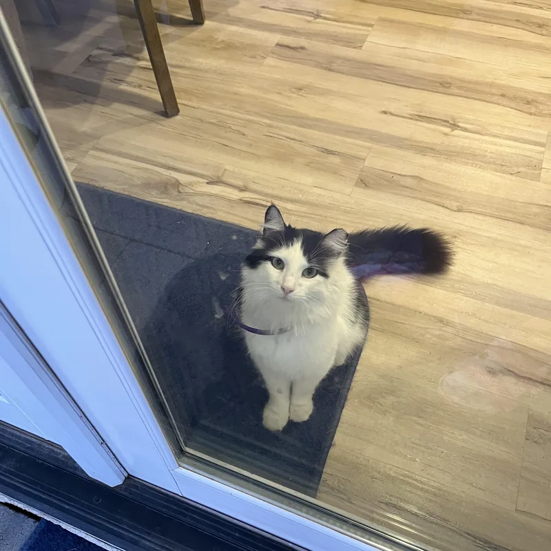 Queen Sheba thumbnail 2