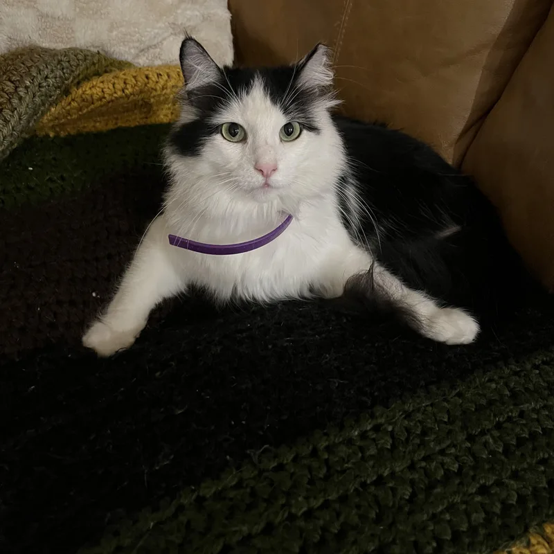 Queen Sheba thumbnail 3