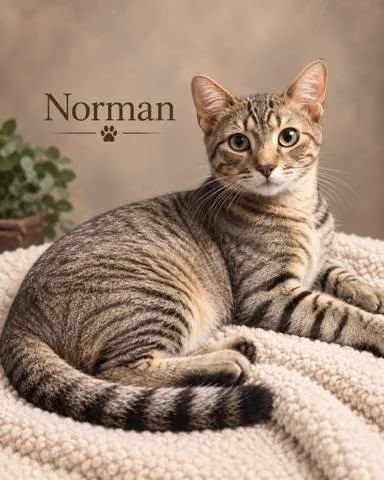 A young large-sized male Tabby (Brown / Chocolate) Tabby cat named Norman for adoption in Midlothian, TX