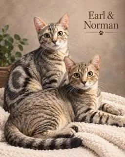 Norman thumbnail 2