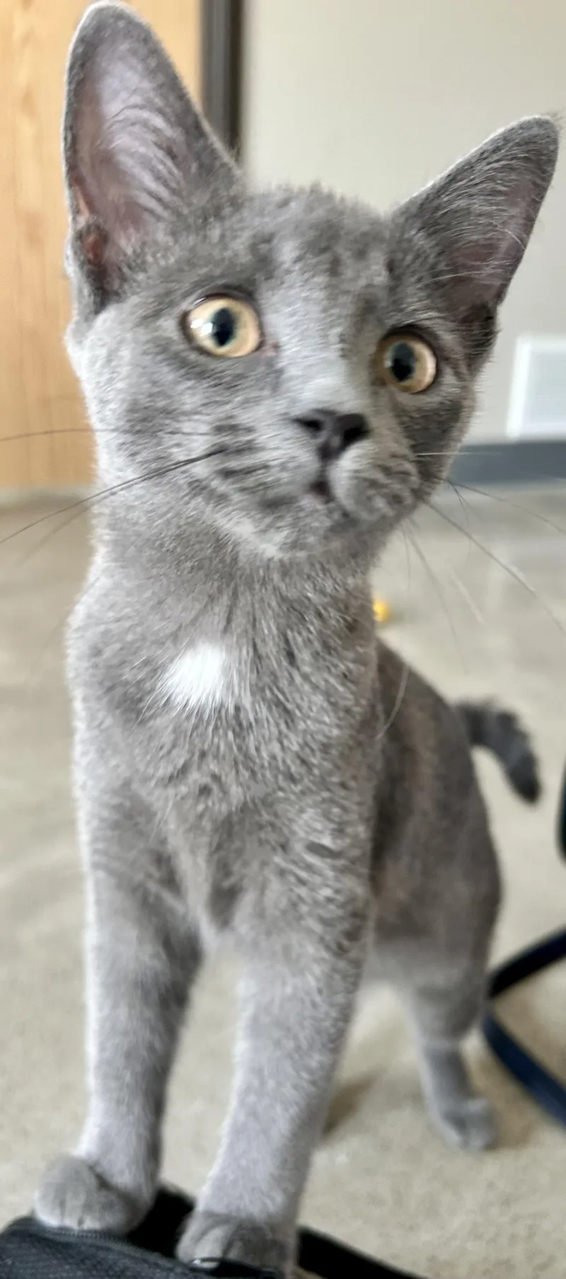 A young medium-sized female Gray / Blue / Silver Domestic Medium Hair cat named Glitter for adoption in Sandusky, MI