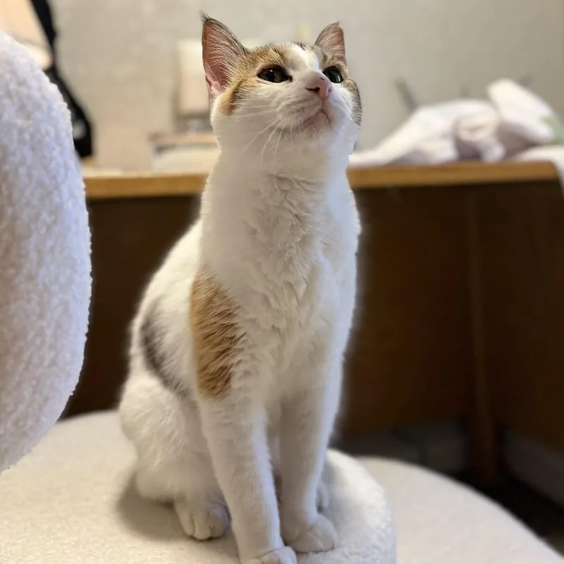 An adult small-sized female Calico Domestic Short Hair cat named Clementine for adoption in Coralville, IA