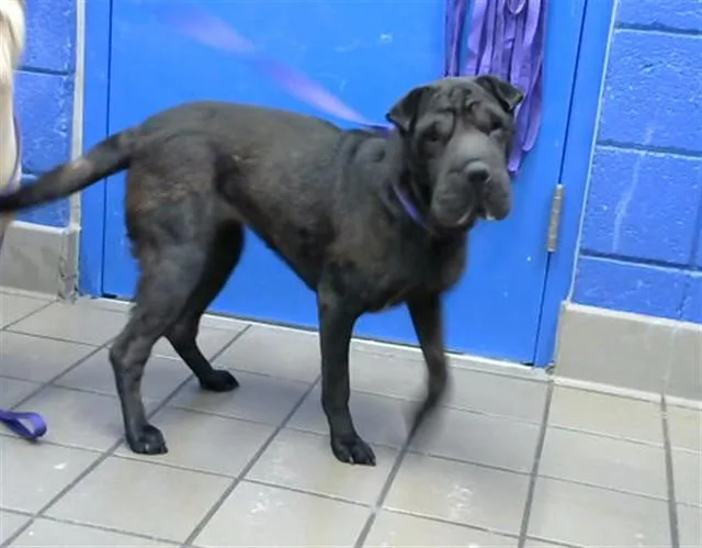 An adult medium-sized female Shar-Pei dog named Wilma for adoption in Albuquerque, NM