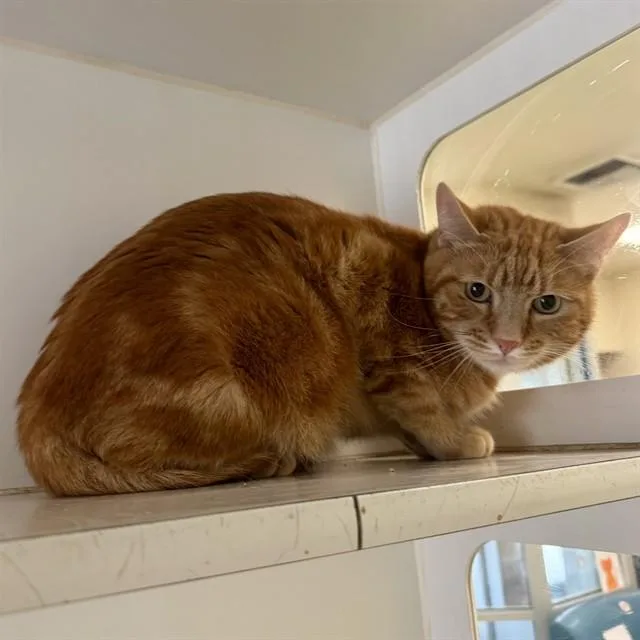 An adult small-sized male Domestic Short Hair cat named Grim for adoption in Riverside, CA