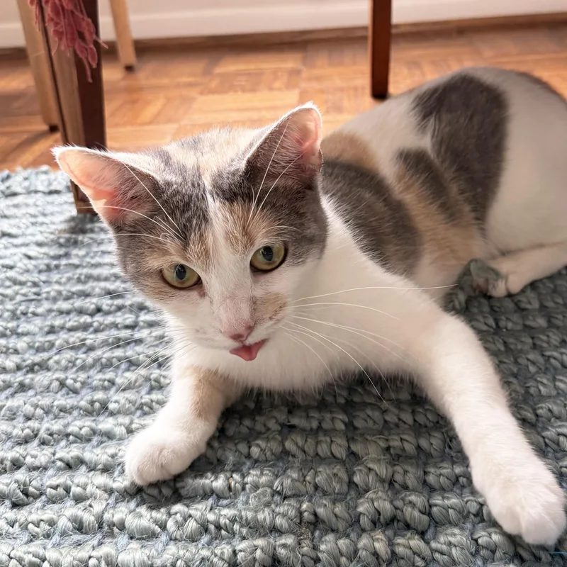 An adult medium-sized female Dilute Calico cat named Flora for adoption in Chicago, IL