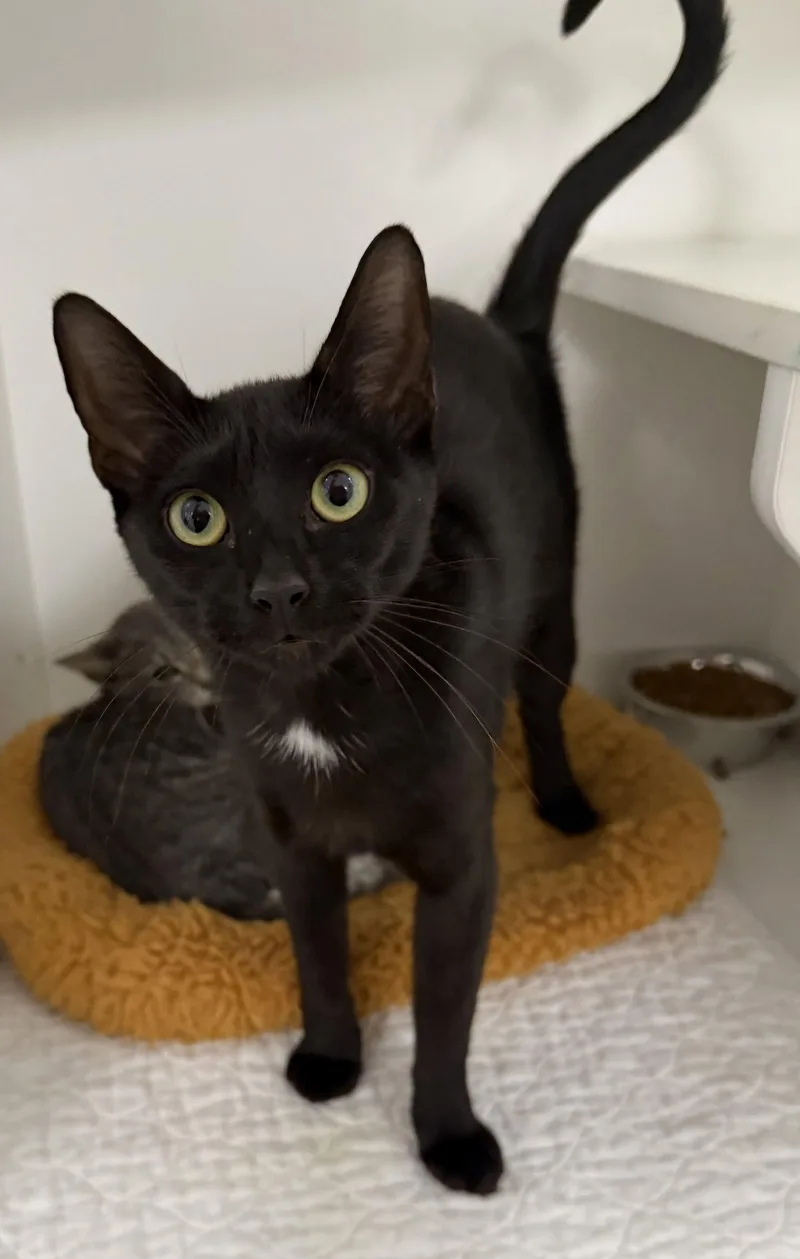 A young medium-sized female Black & White / Tuxedo Domestic Short Hair cat named Underworld for adoption in Satellite Beach, FL