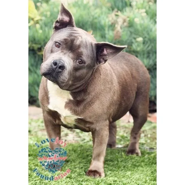 A senior large-sized female Gray / Blue / Silver Pit Bull Terrier dog named Xena Mb for adoption in Inglewood, CA