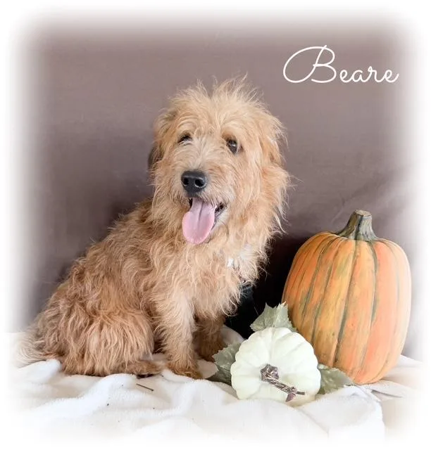 Beare