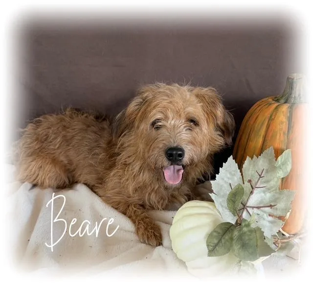 Beare thumbnail 2