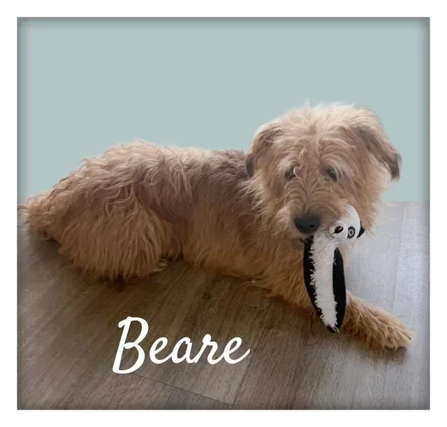 Beare thumbnail 3
