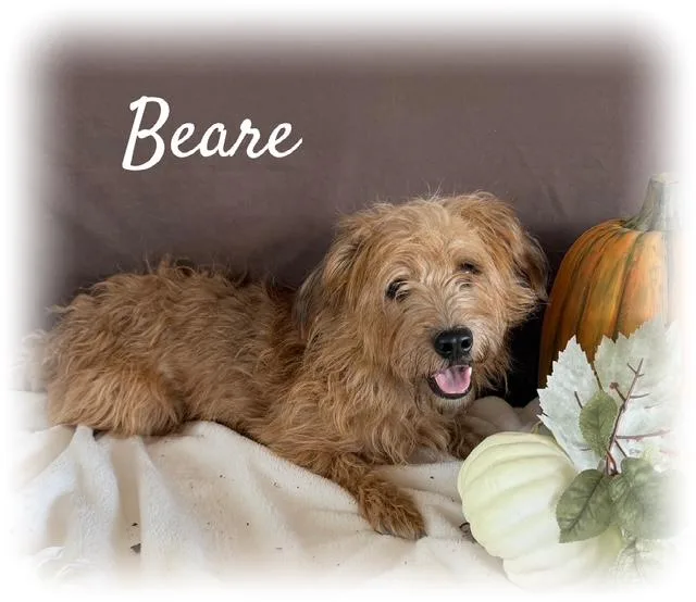 Beare thumbnail 4
