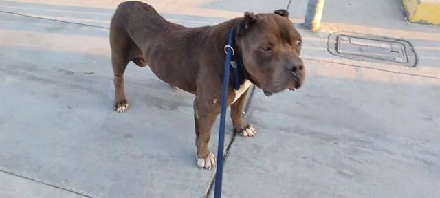 An adult medium-sized male Staffordshire Bull Terrier dog named Joe for adoption in Baldwin Park, CA