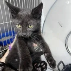 A baby medium-sized male Black Domestic Short Hair cat named Grasshopper for adoption in Marble, NC