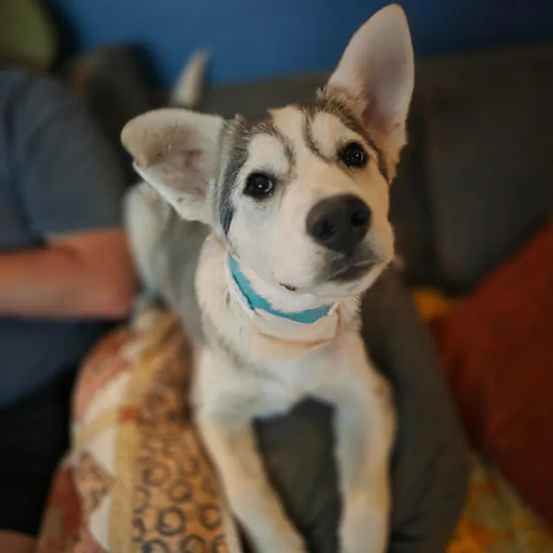 A baby large-sized female Husky dog named Breezy for adoption in Austin, TX
