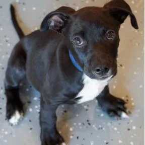 A baby small-sized male Hound dog named Bob for adoption in Parker, CO