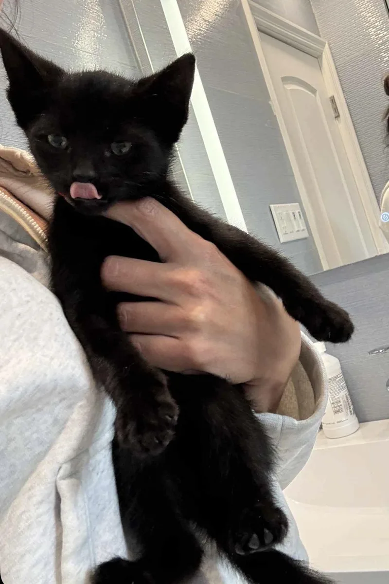 A baby small-sized male Black American Shorthair cat named Bean Reilly for adoption in Staten Island, NY