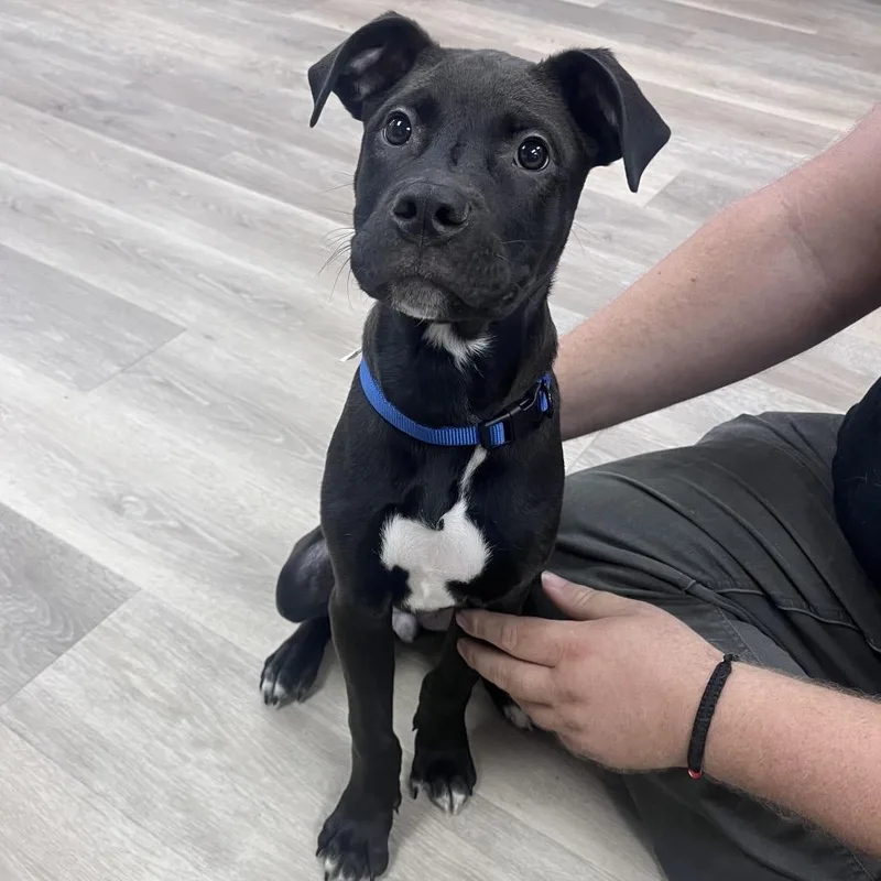 A baby small-sized male Black Pit Bull Terrier dog named Gus Gus for adoption in Waco, TX