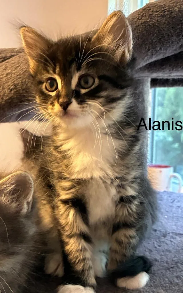 A baby medium-sized female Domestic Short Hair cat named Alanis for adoption in Shelton, WA