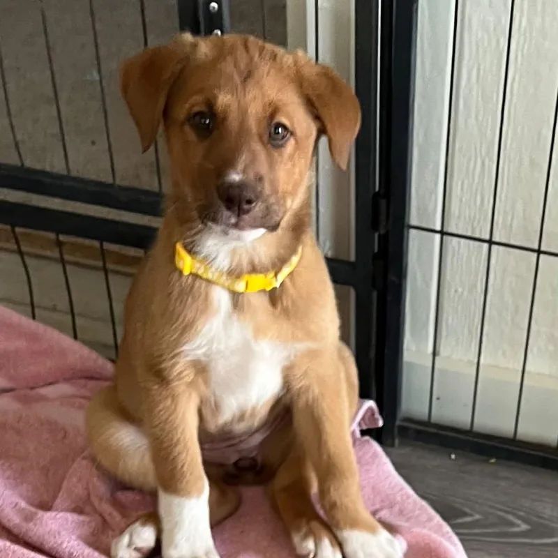 A baby medium-sized female Yellow / Tan / Blond / Fawn Mixed Breed dog named Mia for adoption in Chino valley, AZ