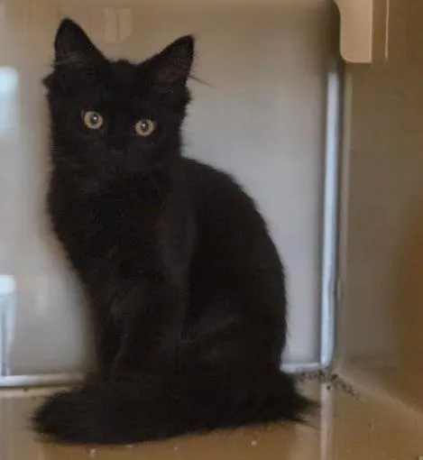 A baby small-sized female Domestic Long Hair cat named Rory for adoption in Superior, WI