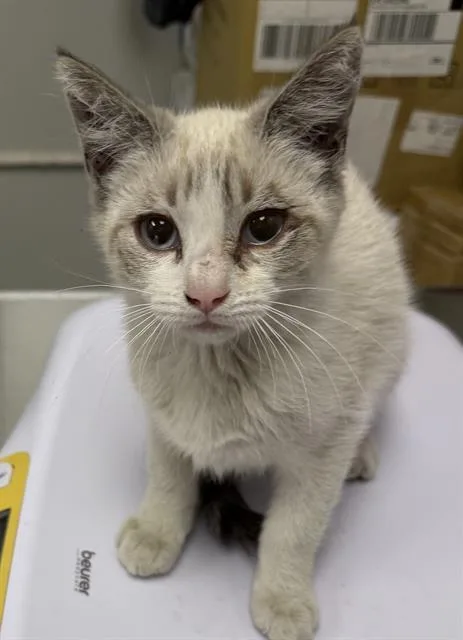 A baby small-sized female Siamese cat named Cream for adoption in Ontario, CA